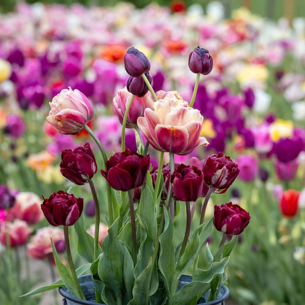 'Red Cottage' - Tulipanblanding